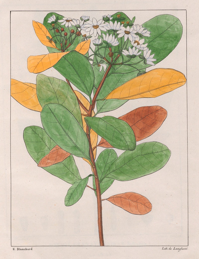 Auguste de Saint-Hilaire - Drymys Granatensis (V. Campestris)