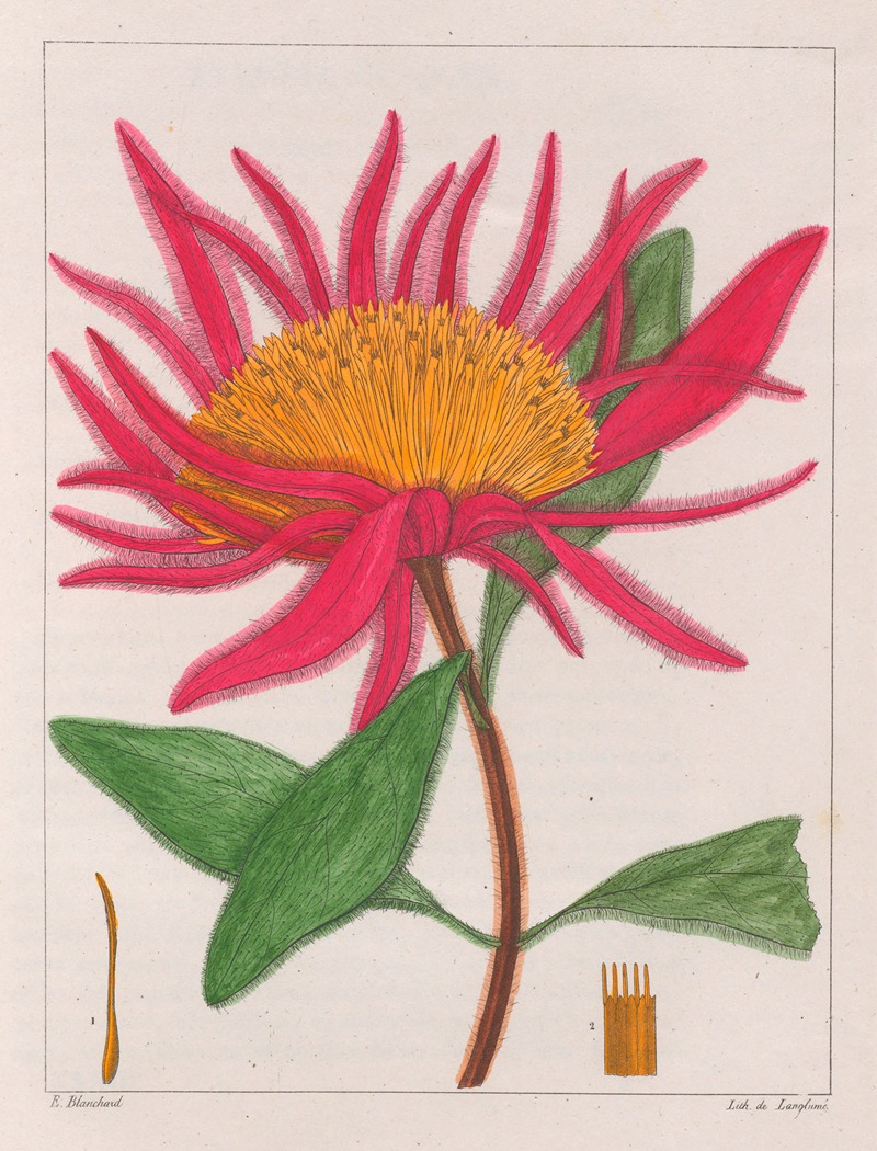 Auguste de Saint-Hilaire - Gomphrena Macrocephala