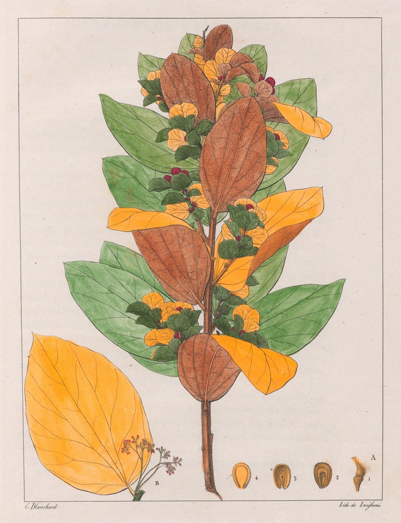 Auguste de Saint-Hilaire - Cissampelos Ovalifolia