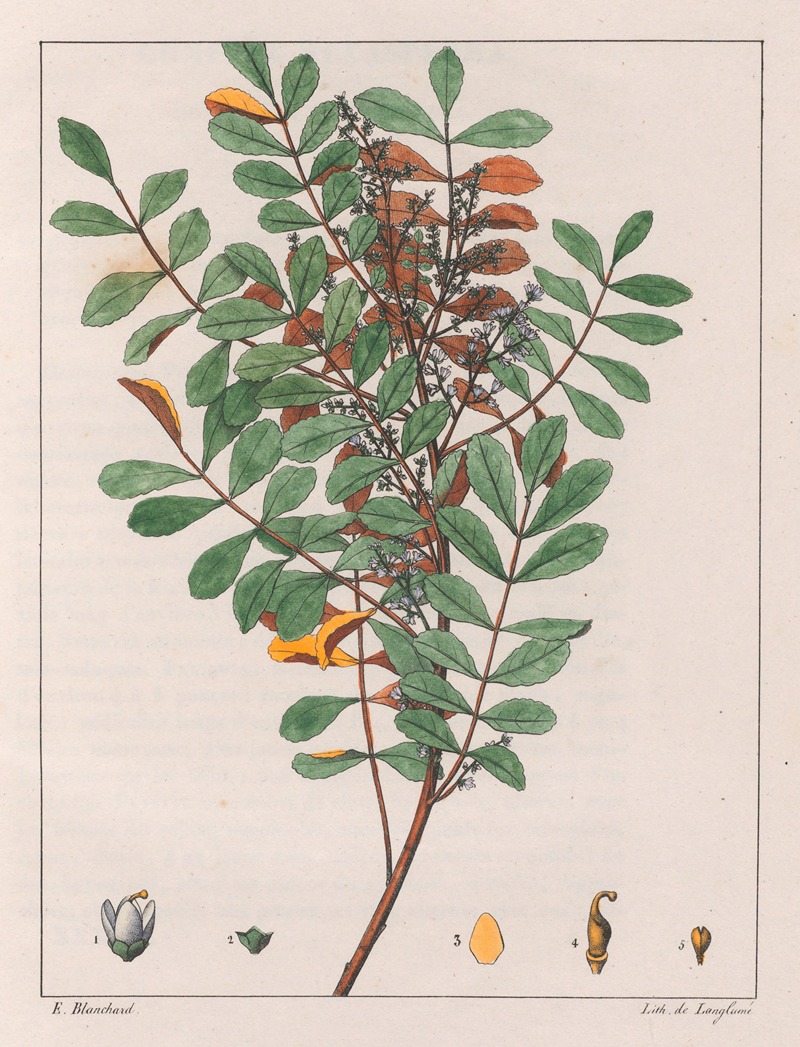 Auguste de Saint-Hilaire - Zanthoxylum Hyemale