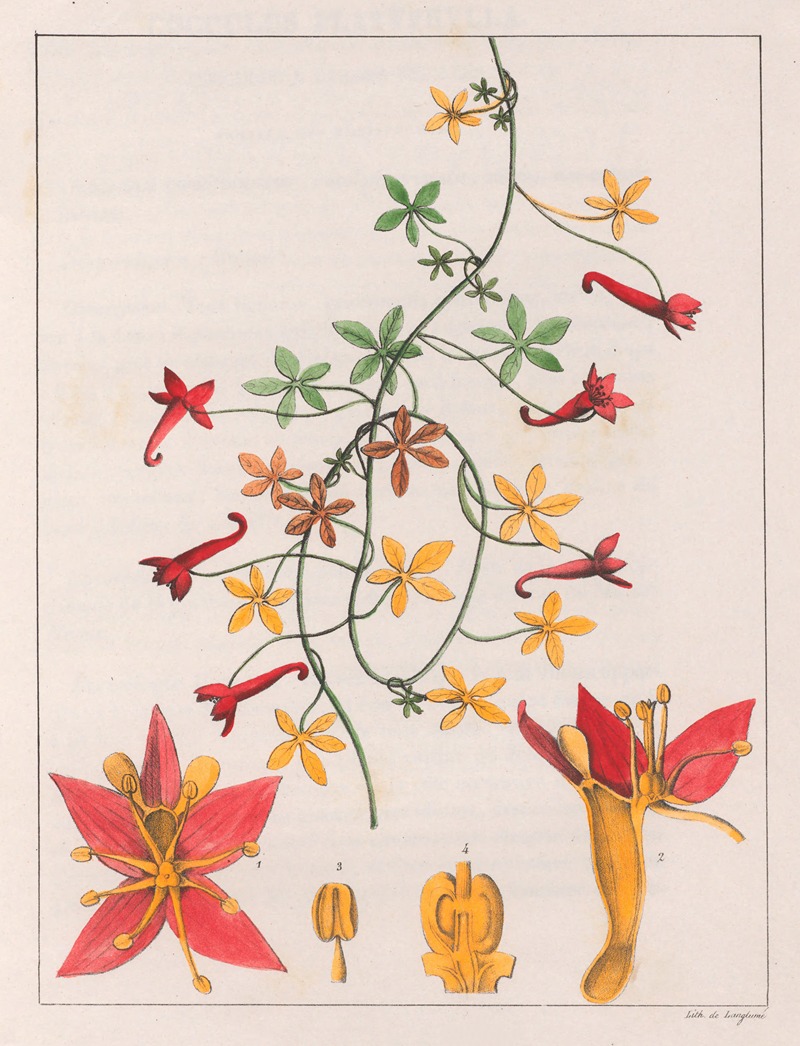 Auguste de Saint-Hilaire - Tropaeolum Pentaphyllum