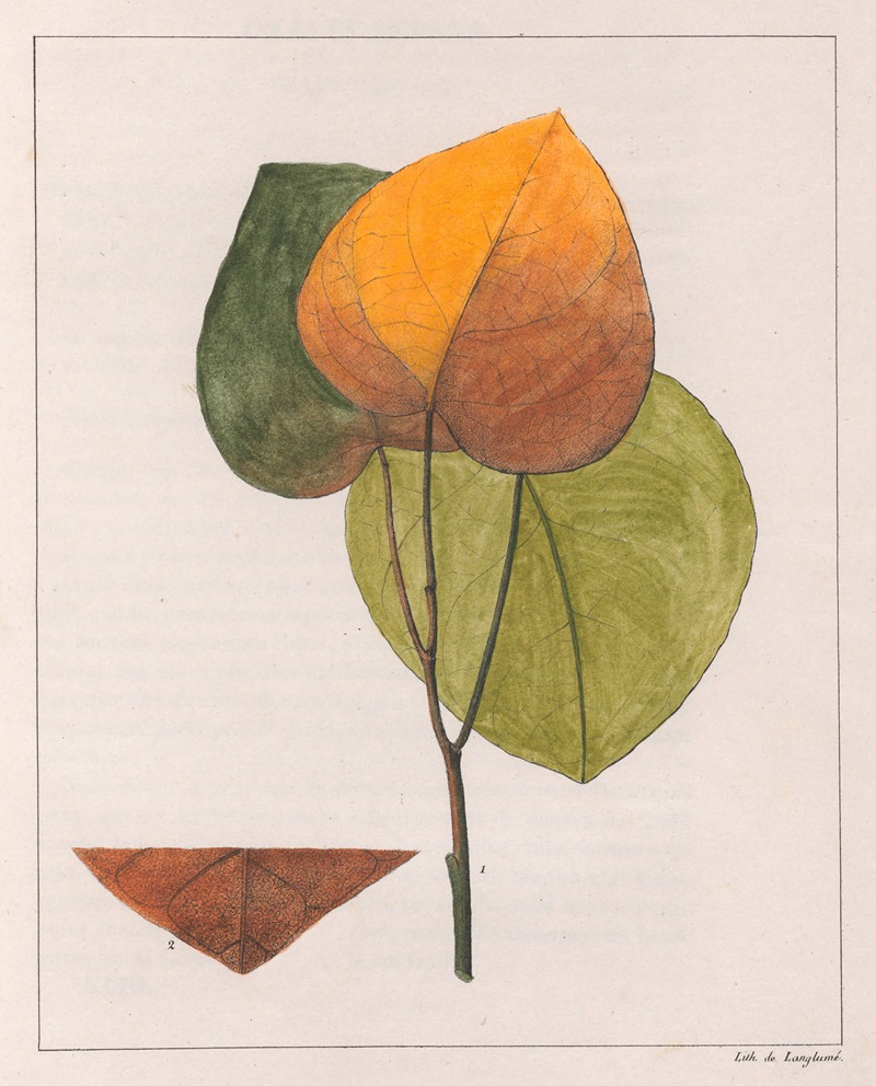 Auguste de Saint-Hilaire - Cocculus Platyphylla