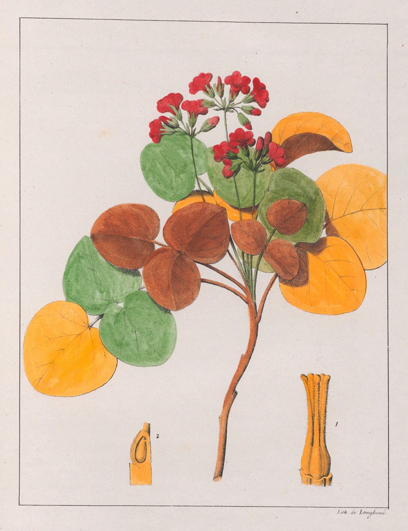 Auguste de Saint-Hilaire - Oxalis Cordata