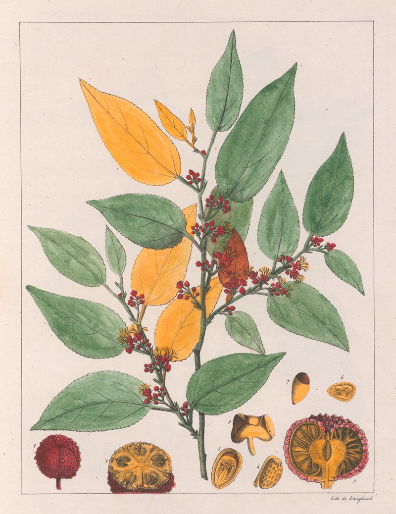 Auguste de Saint-Hilaire - Guazuma Ulmifolia