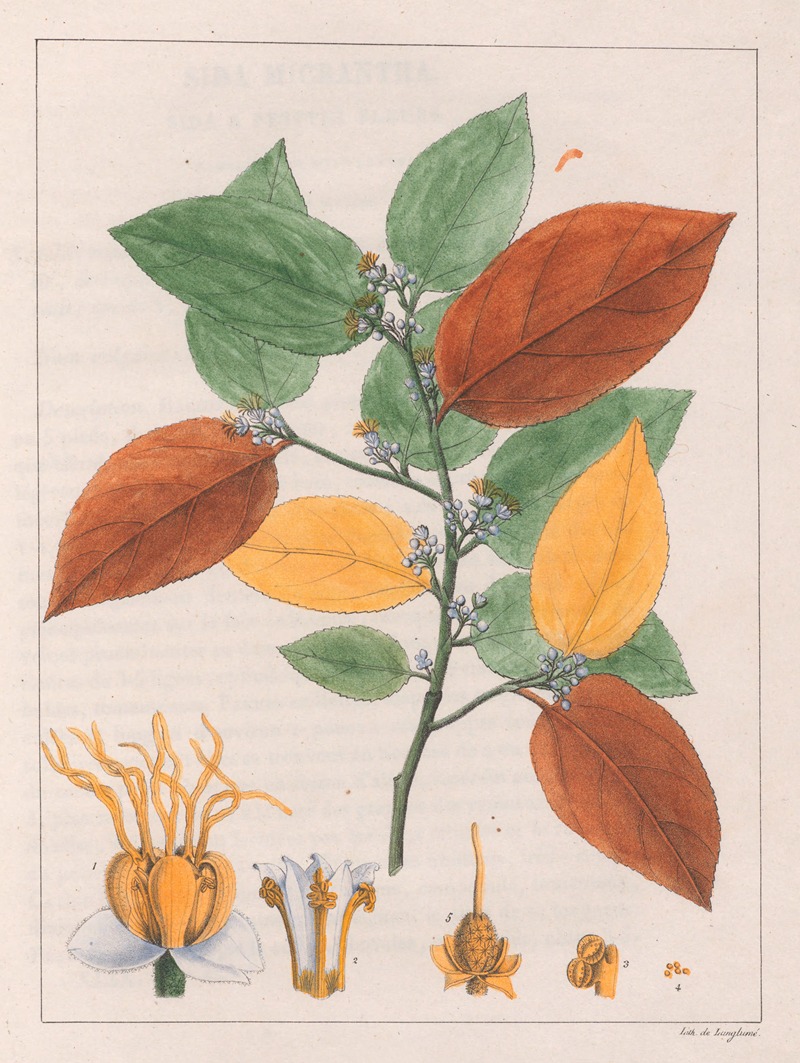 Auguste de Saint-Hilaire - Guazuma Ulmifolia Varietas