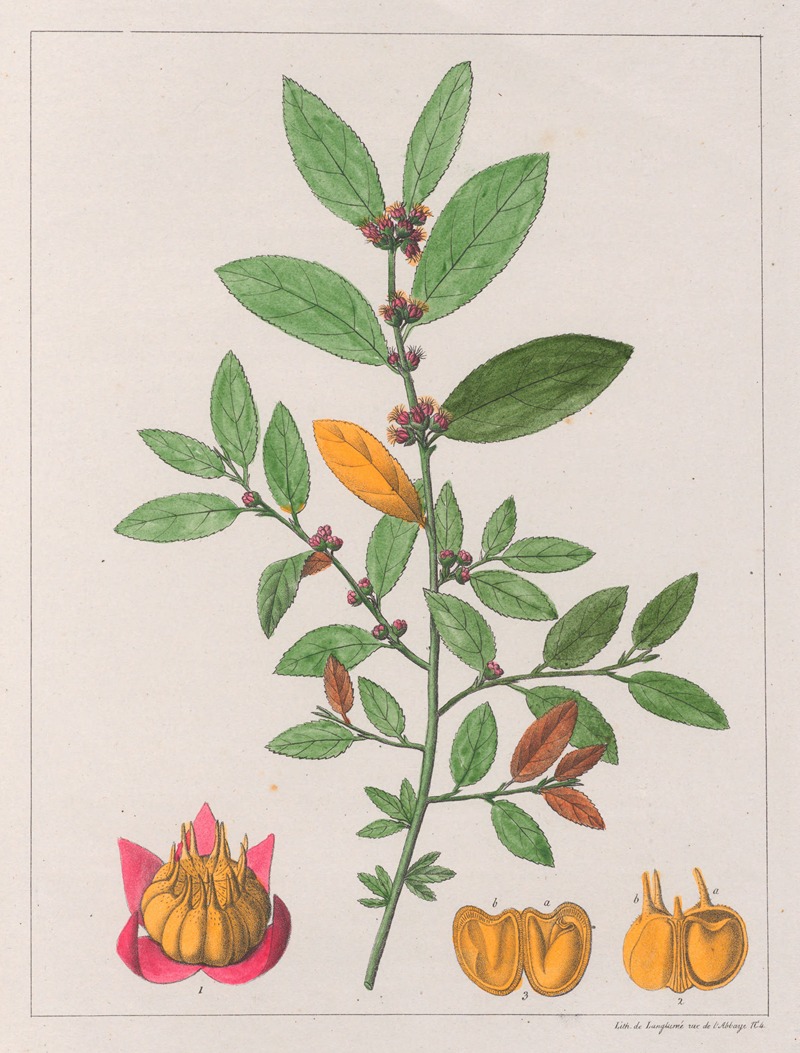 Auguste de Saint-Hilaire - Sida Carpinifolia