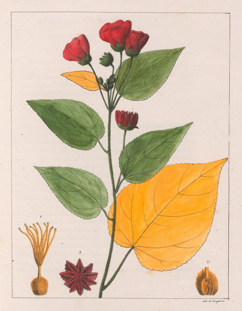 Auguste de Saint-Hilaire - Abutilon Esculentum