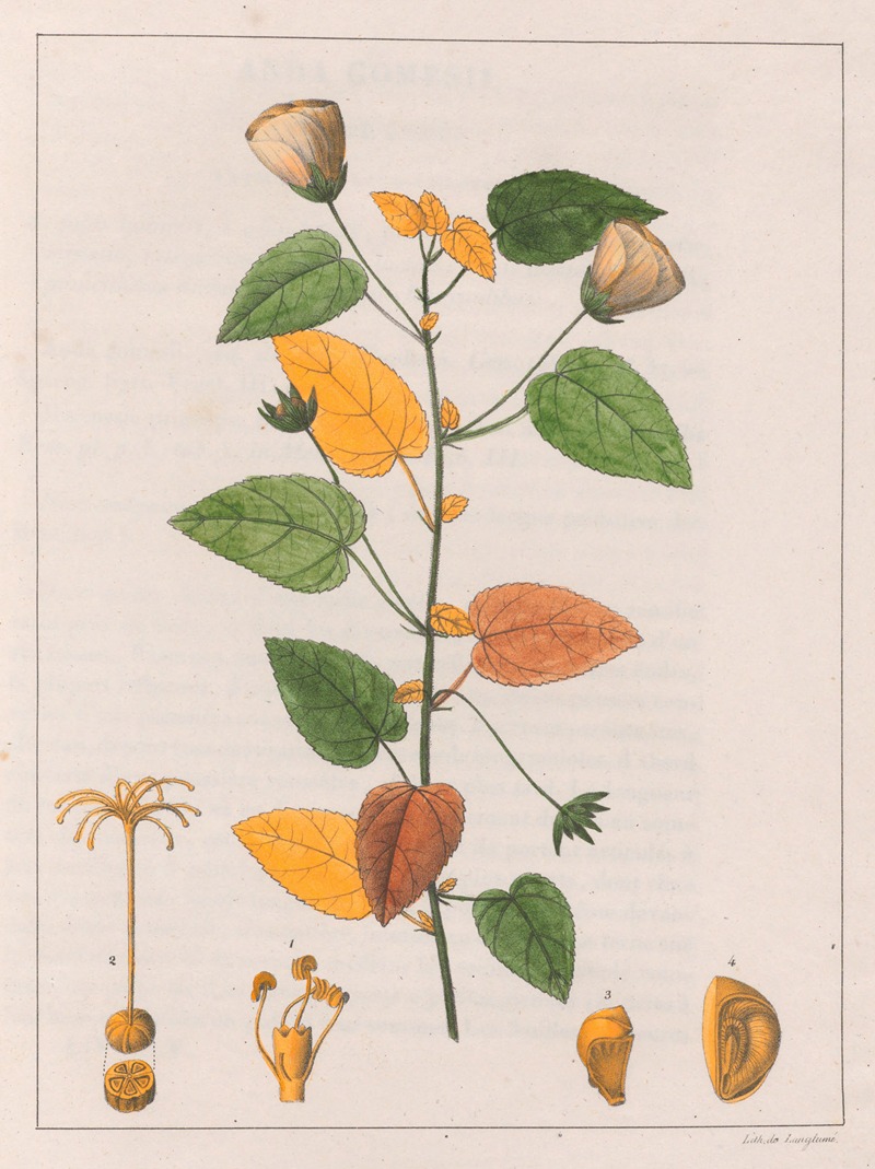 Auguste de Saint-Hilaire - Pavonia Diuretica