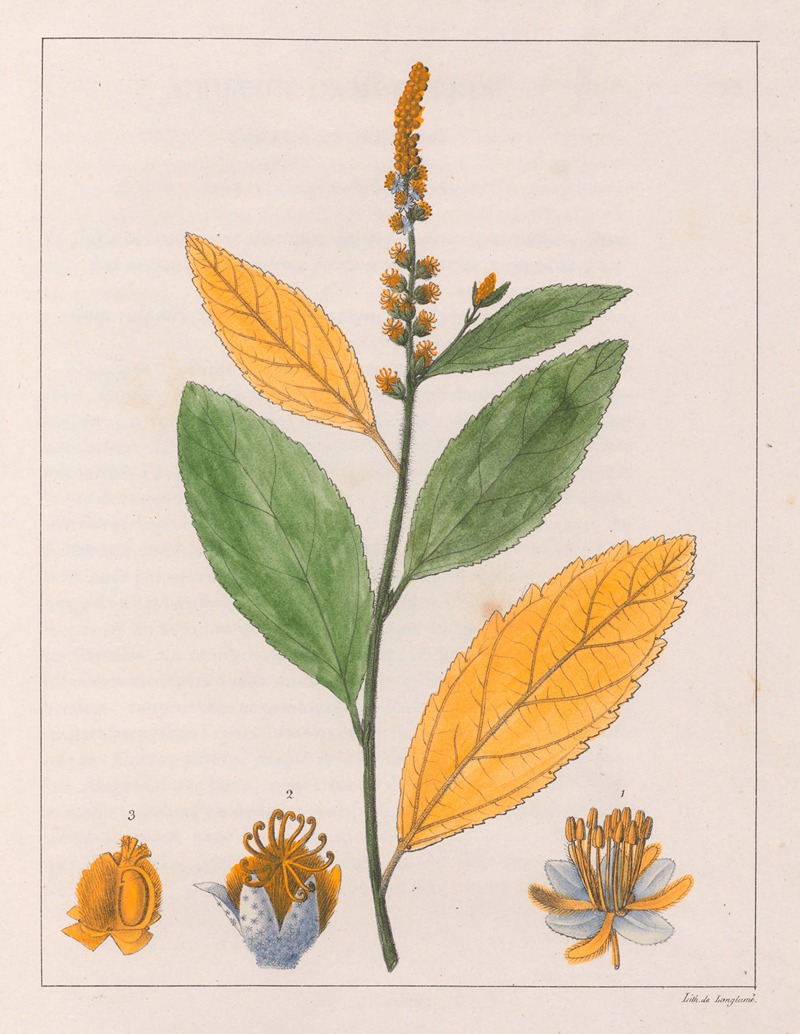 Auguste de Saint-Hilaire - Croton Perdicipes