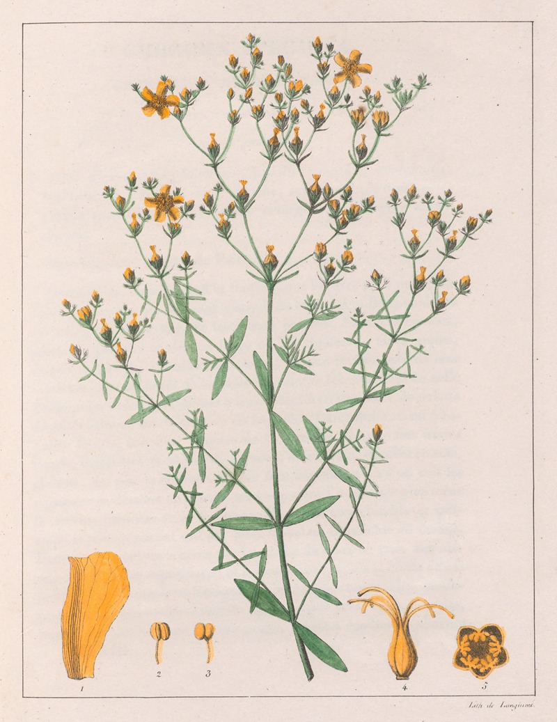 Auguste de Saint-Hilaire - Hypericum Laxiusculum