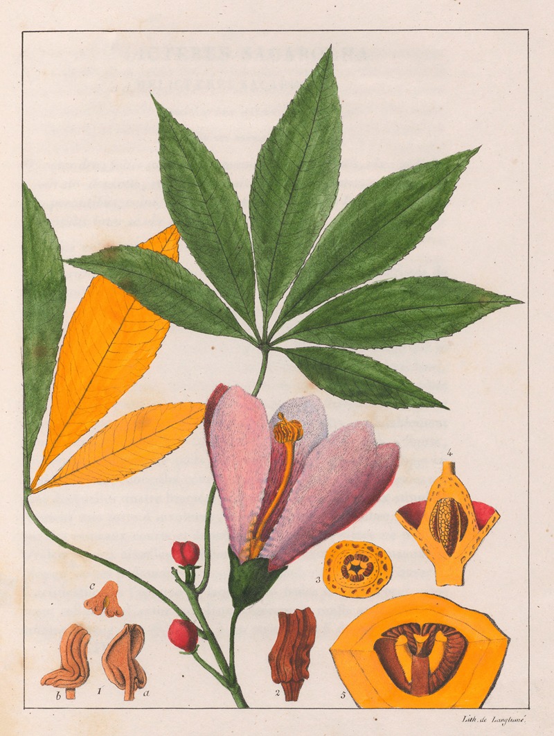 Auguste de Saint-Hilaire - Chorisia Speciosa