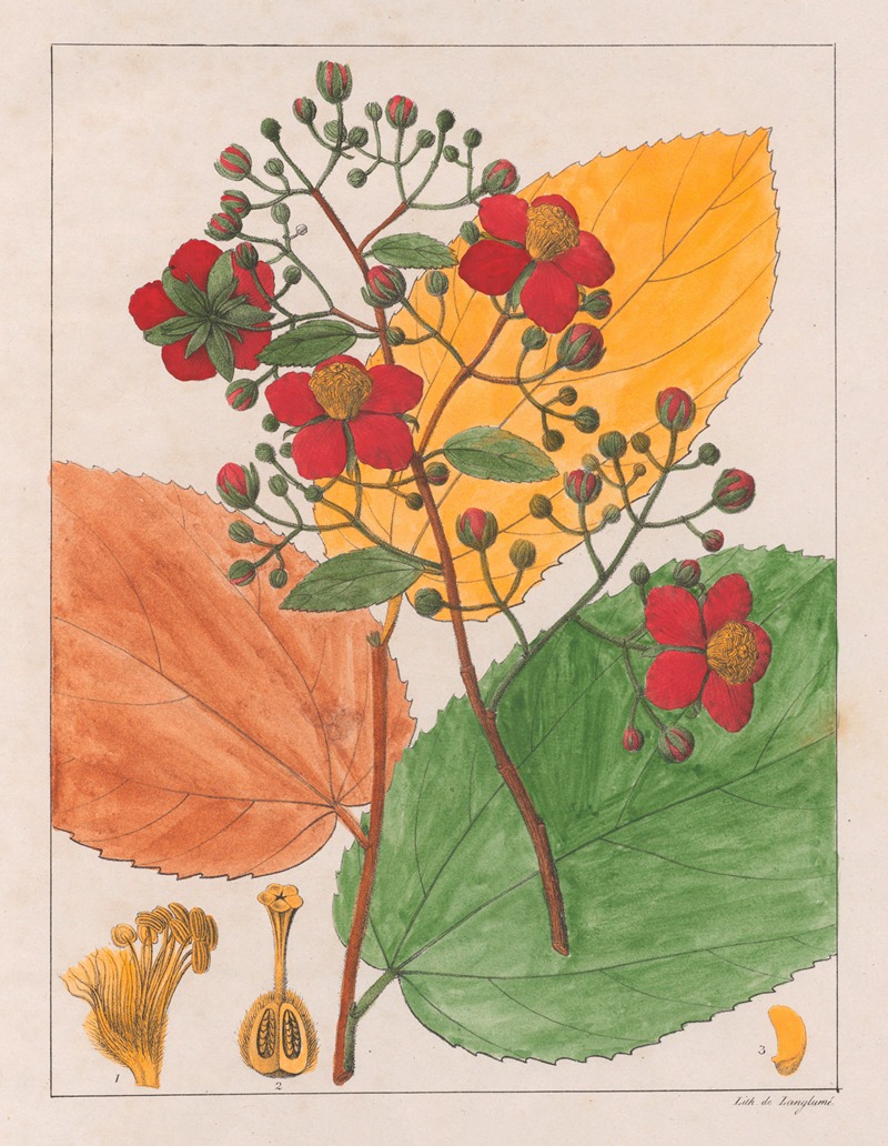 Auguste de Saint-Hilaire - Luhea Paniculata