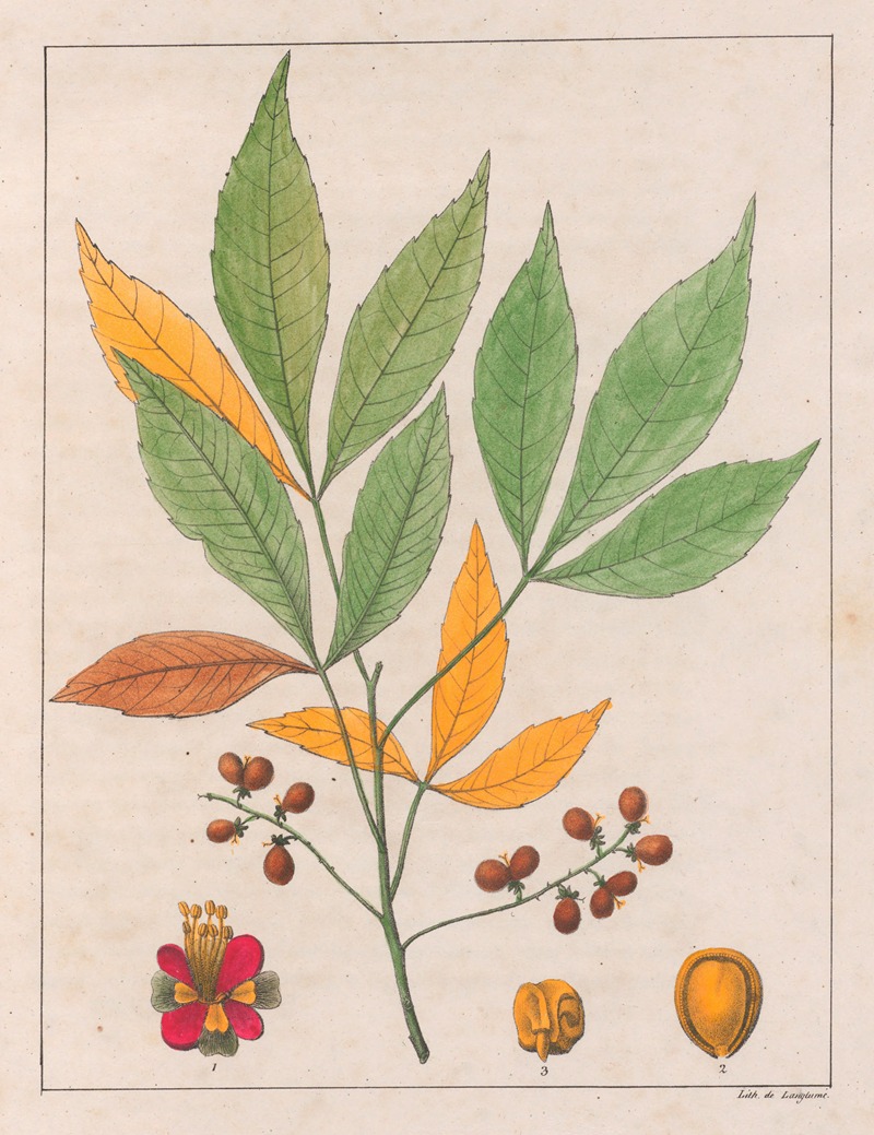 Auguste de Saint-Hilaire - Schmidelia Edulis