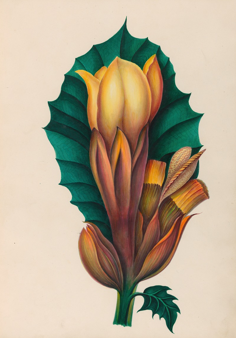 Charles Empson - Drawings of tropical flowers and fruits, from South America Pl.02