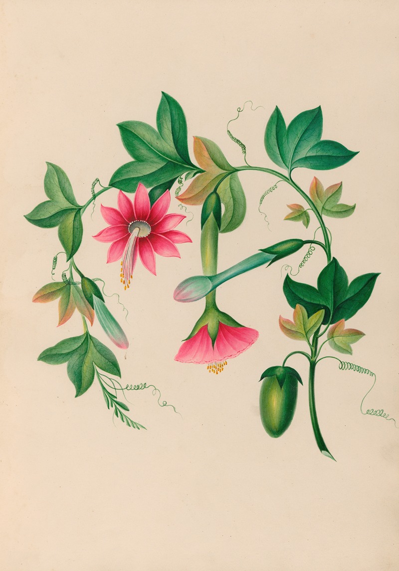 Charles Empson - Drawings of tropical flowers and fruits, from South America Pl.03