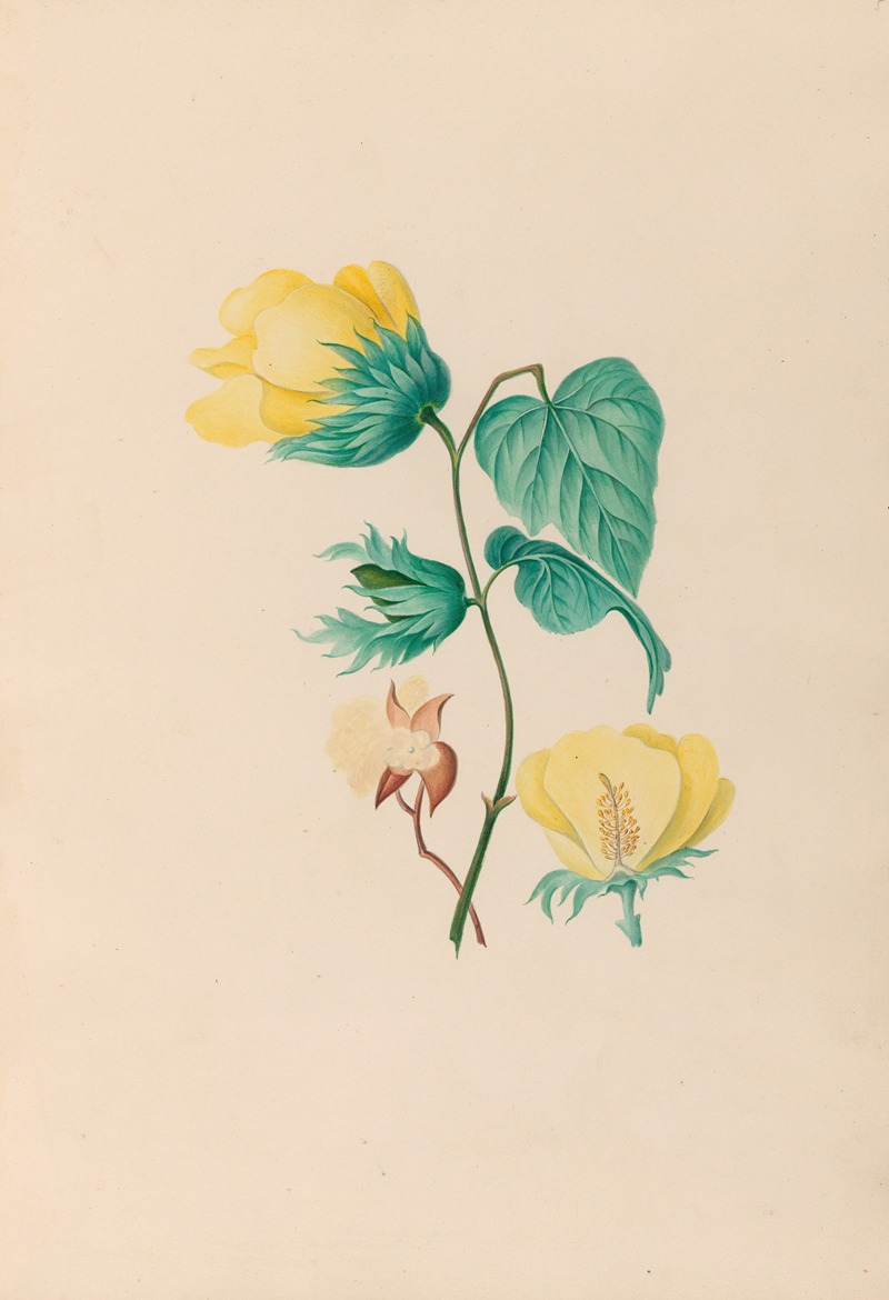 Charles Empson - Drawings of tropical flowers and fruits, from South America Pl.05