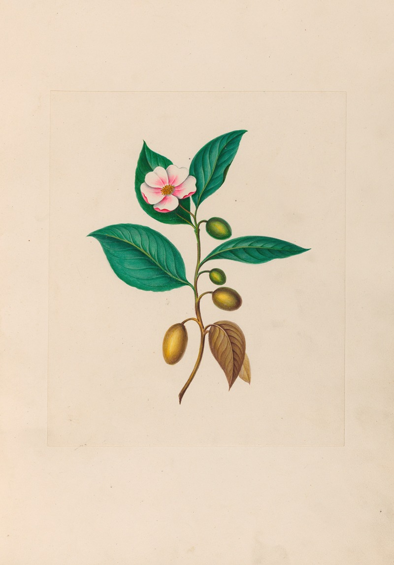 Charles Empson - Drawings of tropical flowers and fruits, from South America Pl.06