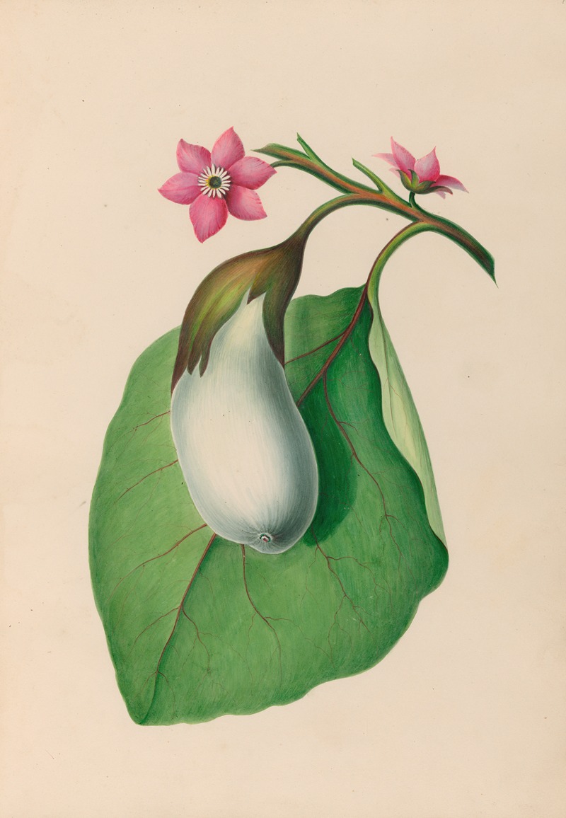 Charles Empson - Drawings of tropical flowers and fruits, from South America Pl.07