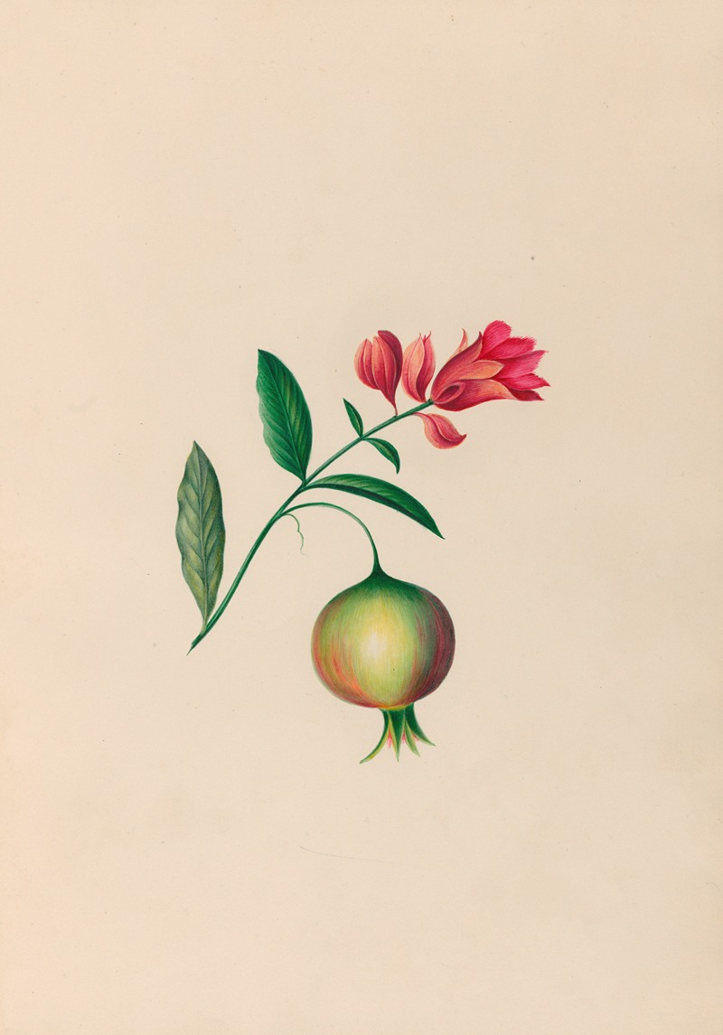 Charles Empson - Drawings of tropical flowers and fruits, from South America Pl.08