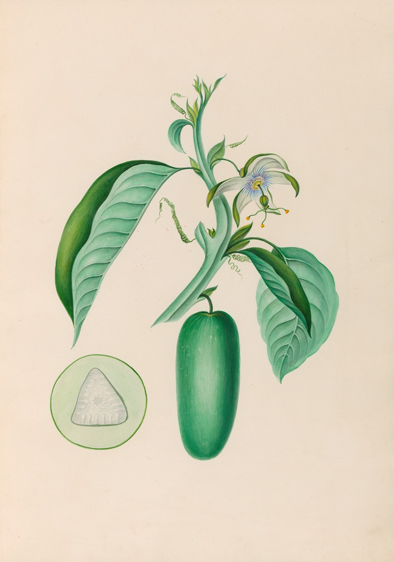 Charles Empson - Drawings of tropical flowers and fruits, from South America Pl.10