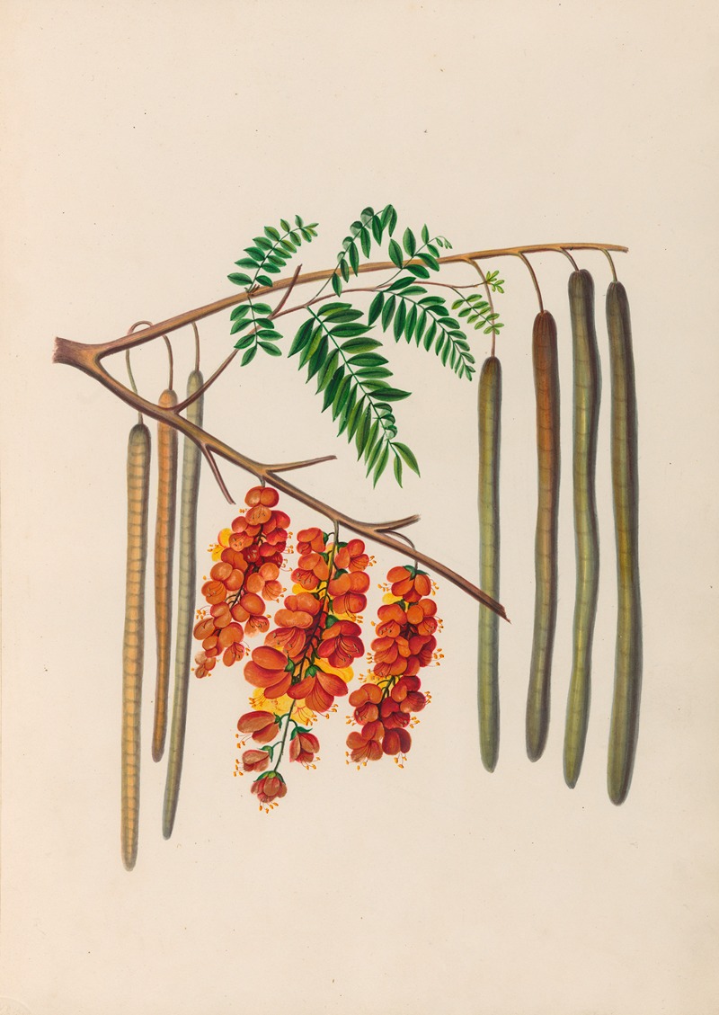 Charles Empson - Drawings of tropical flowers and fruits, from South America Pl.11