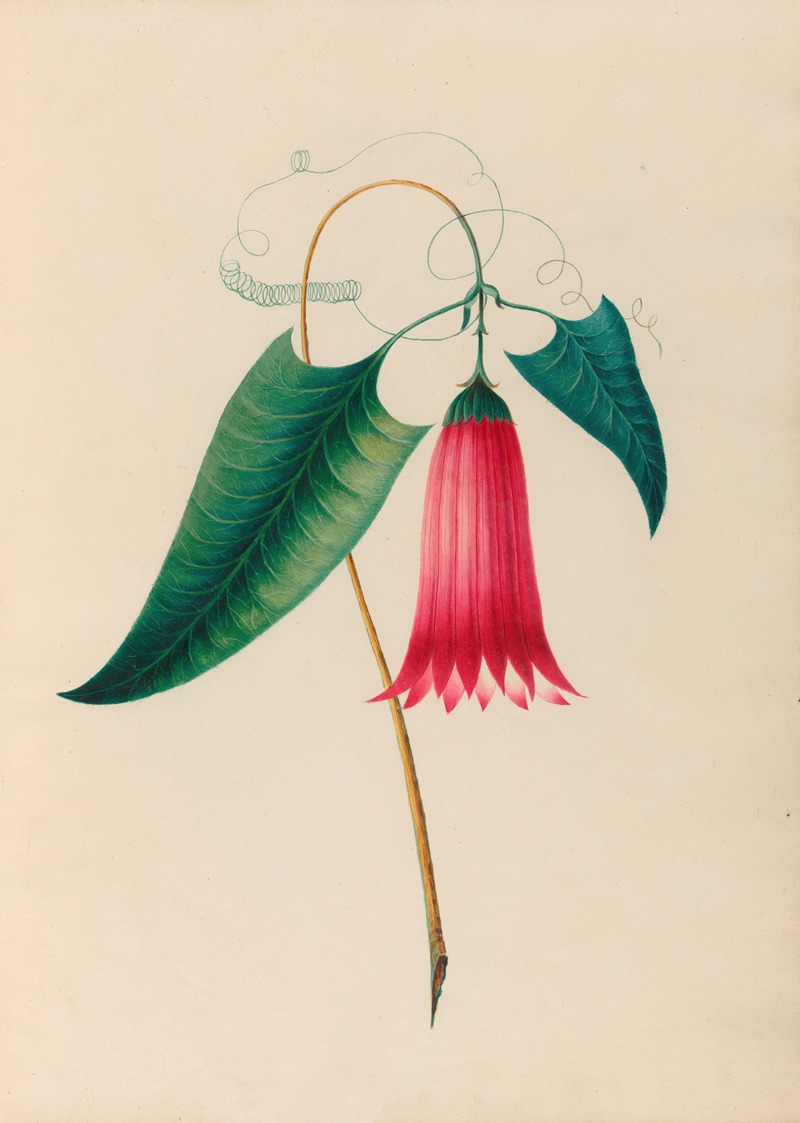 Charles Empson - Drawings of tropical flowers and fruits, from South America Pl.12