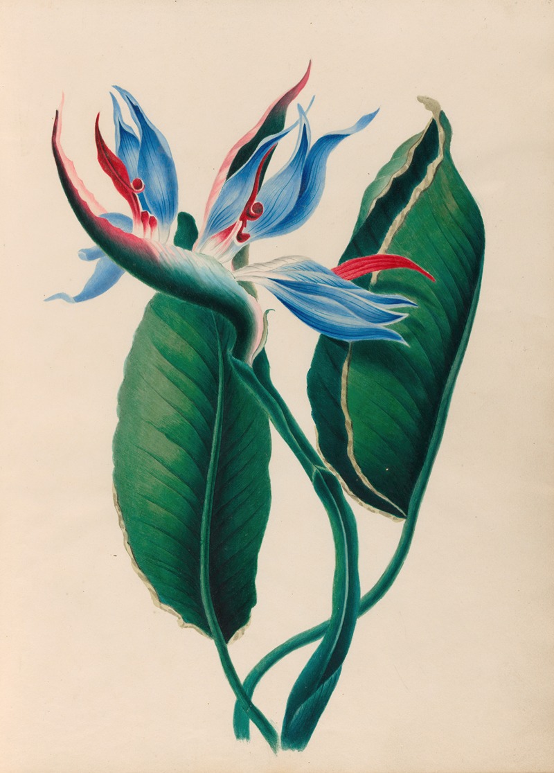 Charles Empson - Drawings of tropical flowers and fruits, from South America Pl.13