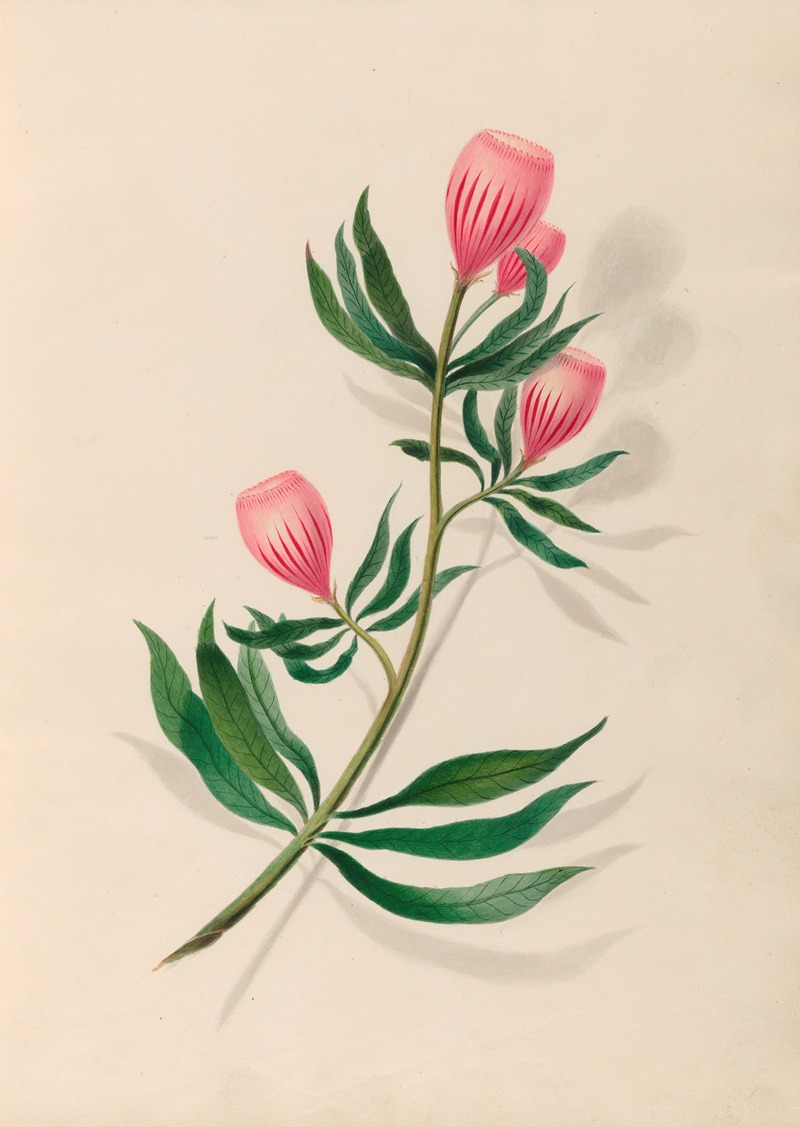 Charles Empson - Drawings of tropical flowers and fruits, from South America Pl.14