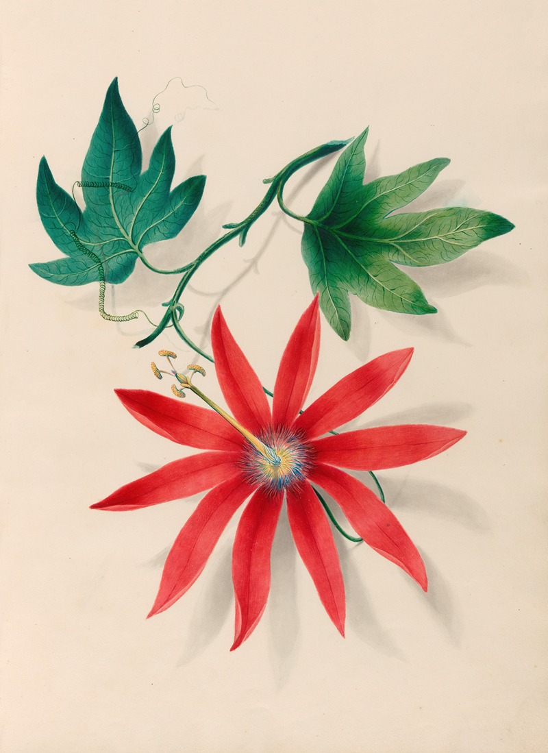 Charles Empson - Drawings of tropical flowers and fruits, from South America Pl.16