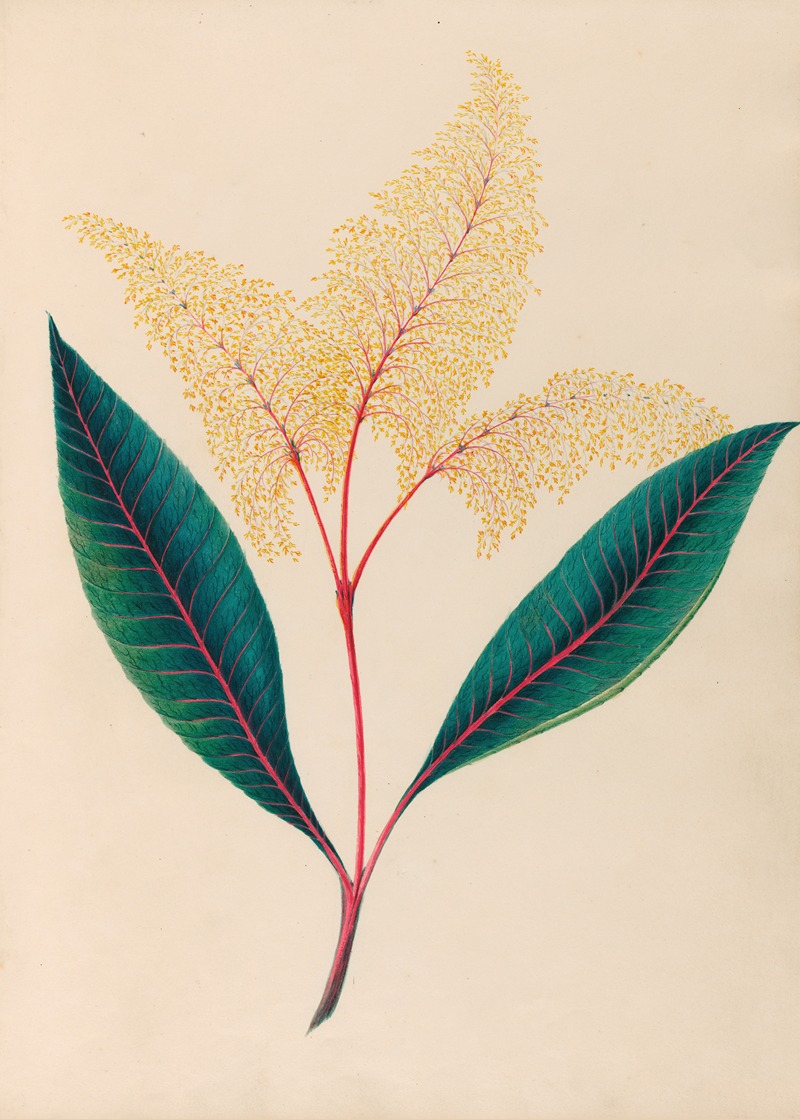 Charles Empson - Drawings of tropical flowers and fruits, from South America Pl.18