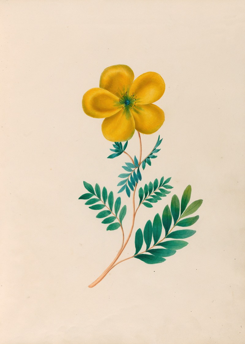 Charles Empson - Drawings of tropical flowers and fruits, from South America Pl.22