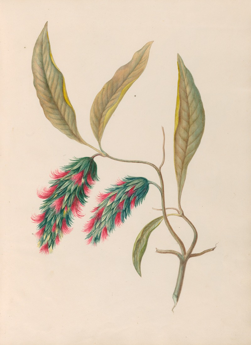 Charles Empson - Drawings of tropical flowers and fruits, from South America Pl.24