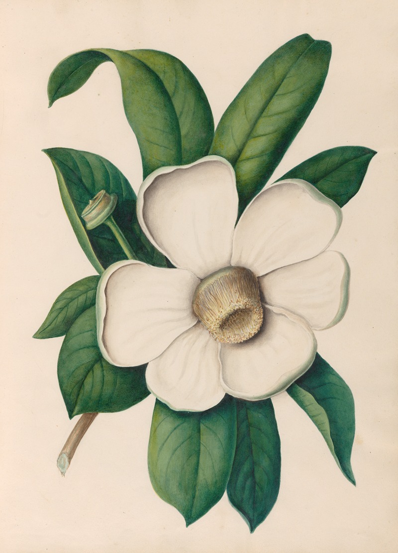 Charles Empson - Drawings of tropical flowers and fruits, from South America Pl.25