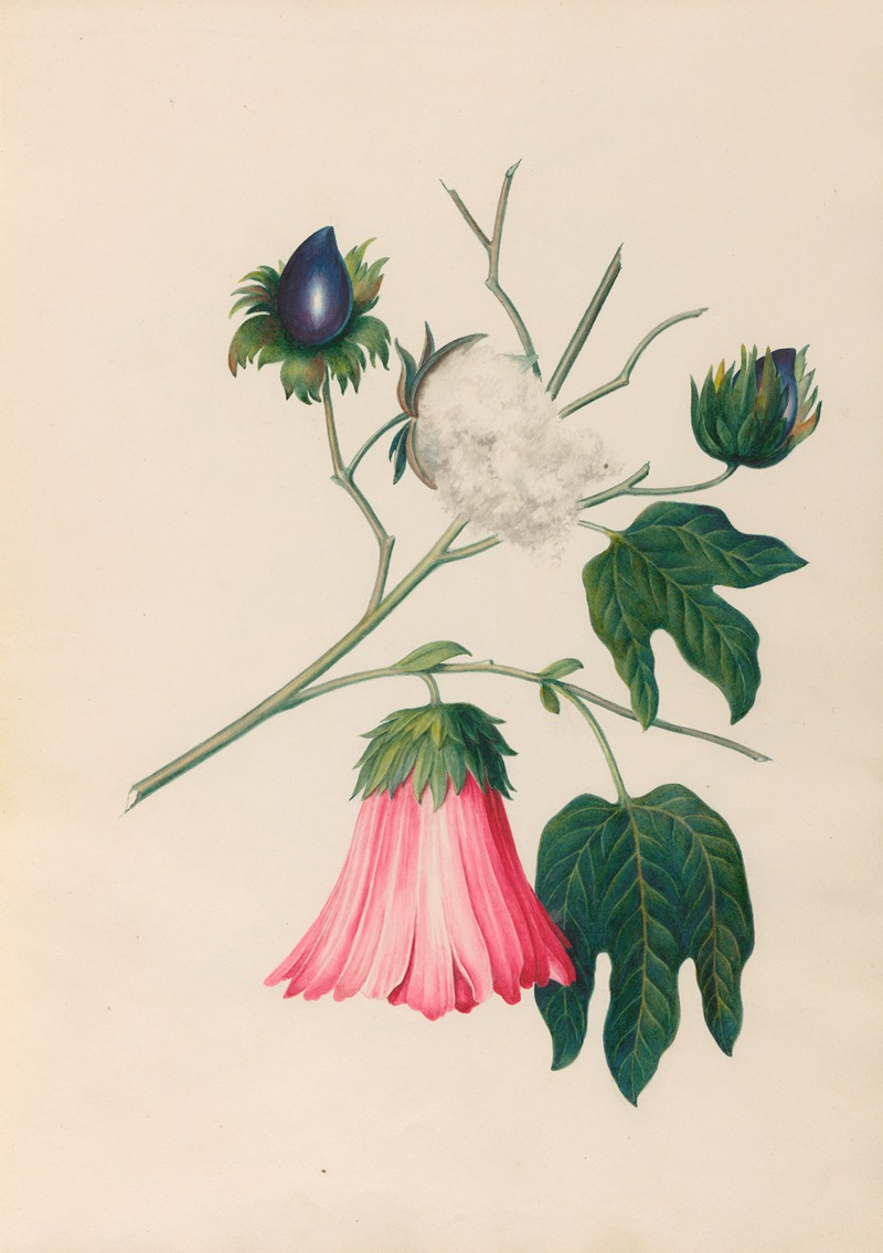 Charles Empson - Drawings of tropical flowers and fruits, from South America Pl.29