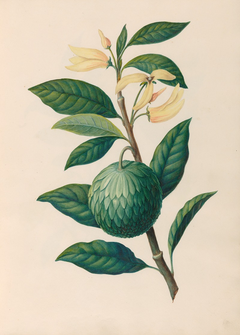 Charles Empson - Drawings of tropical flowers and fruits, from South America Pl.30