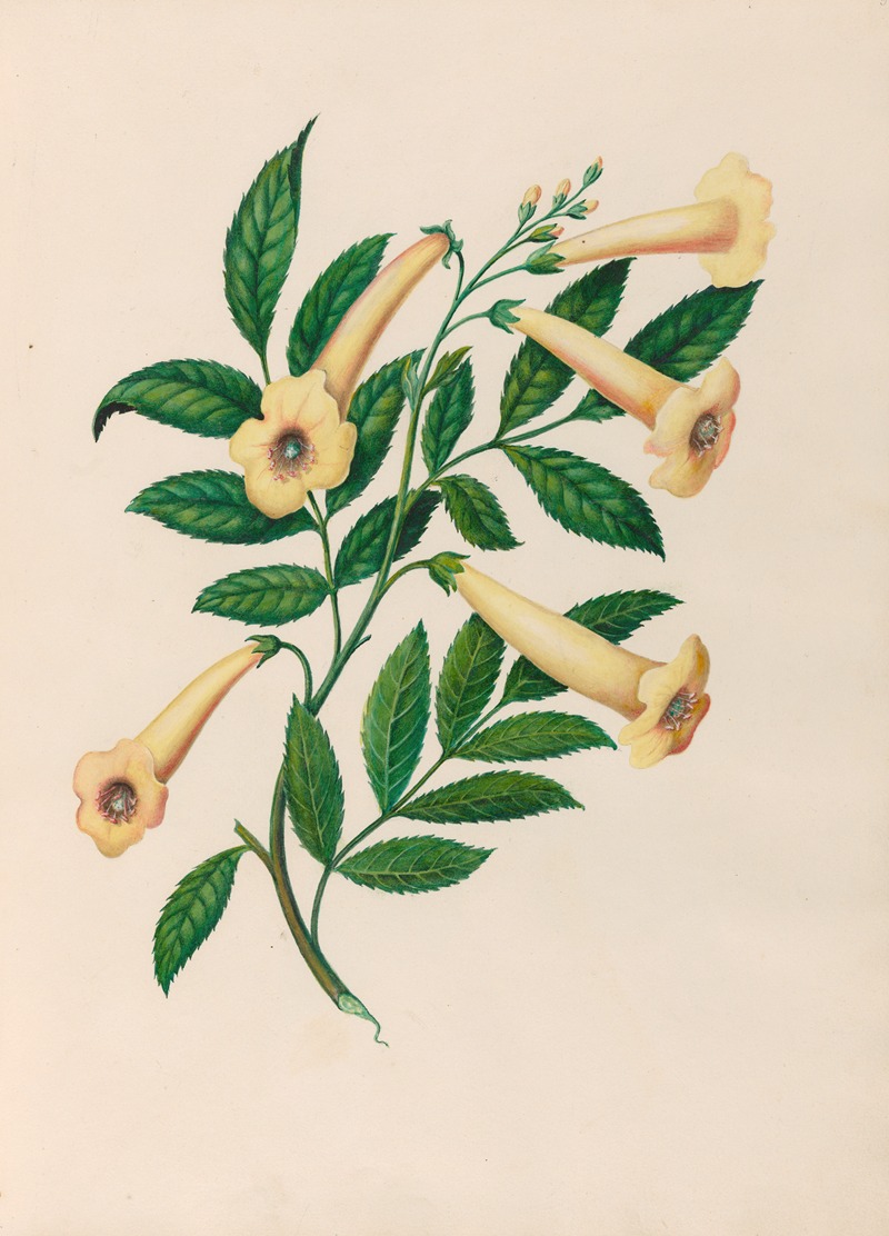 Charles Empson - Drawings of tropical flowers and fruits, from South America Pl.31