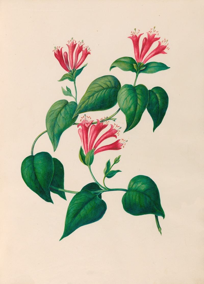 Charles Empson - Drawings of tropical flowers and fruits, from South America Pl.32