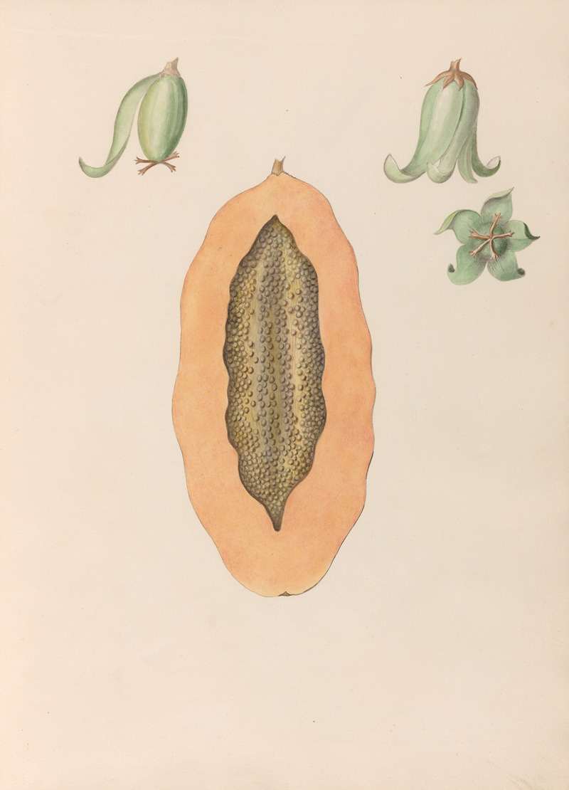 Charles Empson - Drawings of tropical flowers and fruits, from South America Pl.36