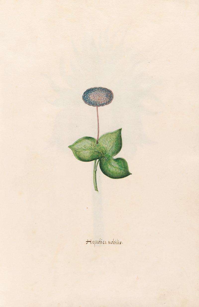 Magdelena Rosina Funck - Hepatica nobilis