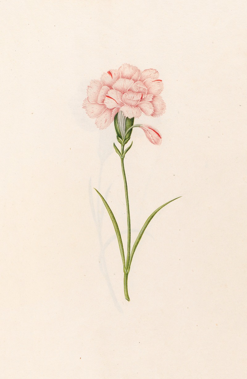 Magdelena Rosina Funck - Carnation