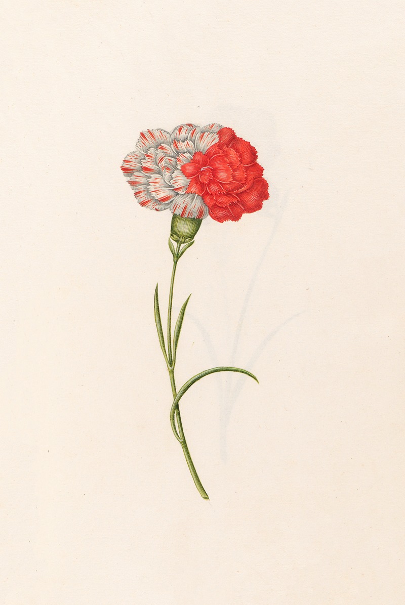 Magdelena Rosina Funck - Carnation