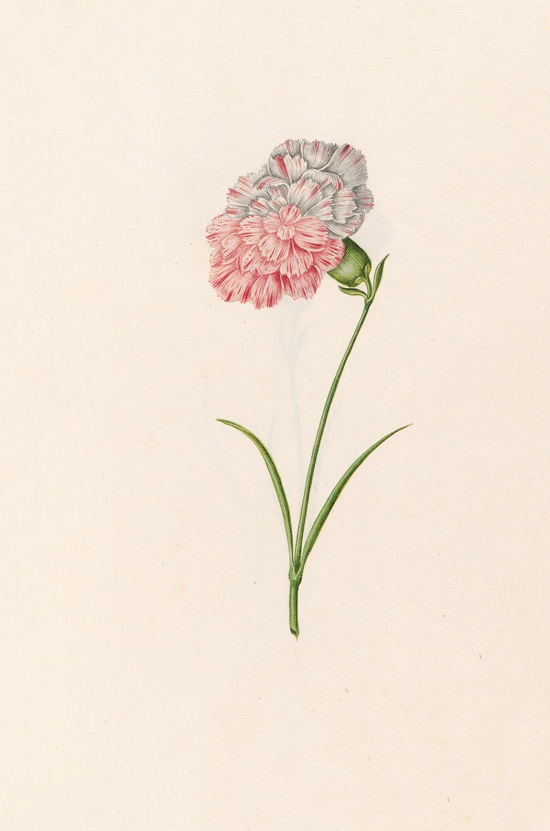 Magdelena Rosina Funck - Carnation