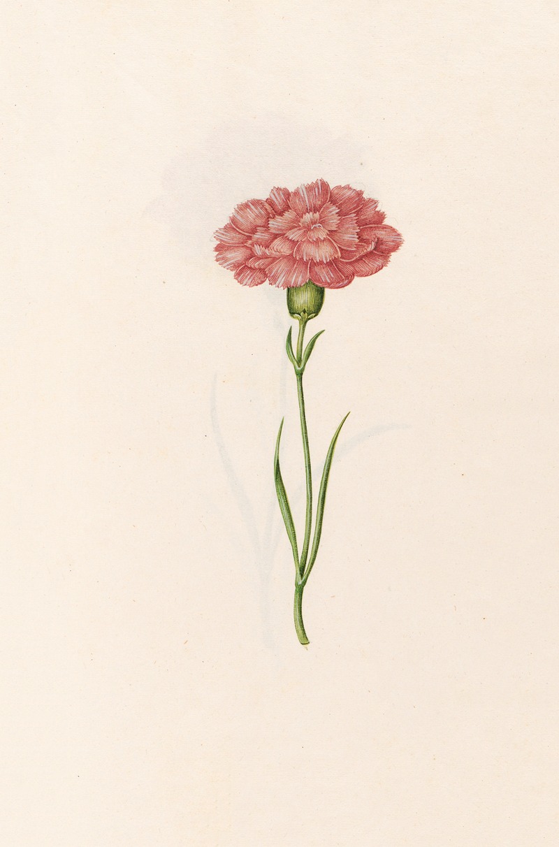 Magdelena Rosina Funck - Carnation