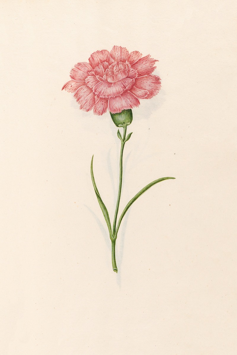 Magdelena Rosina Funck - Carnation