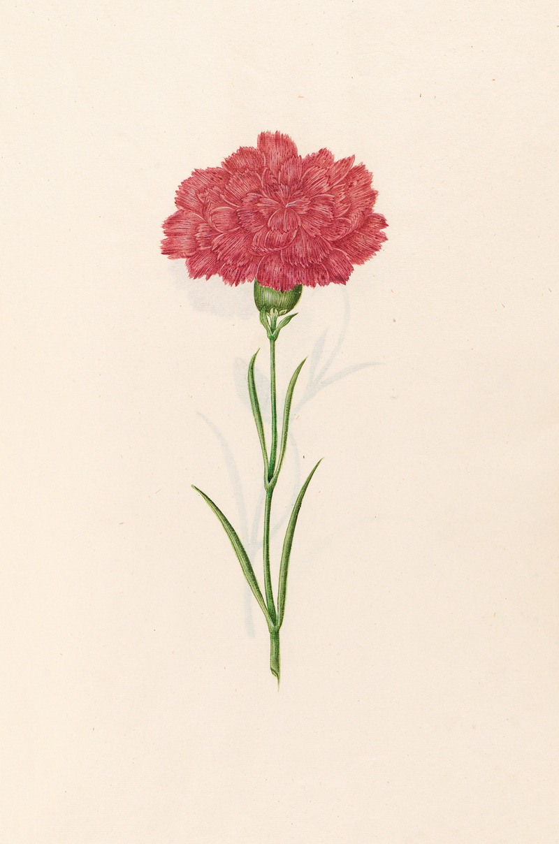 Magdelena Rosina Funck - Carnation