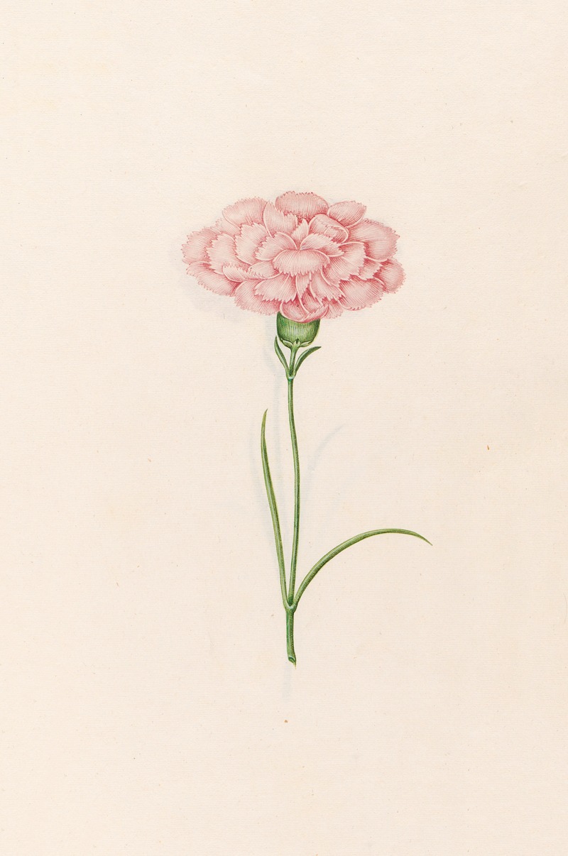 Magdelena Rosina Funck - Carnation