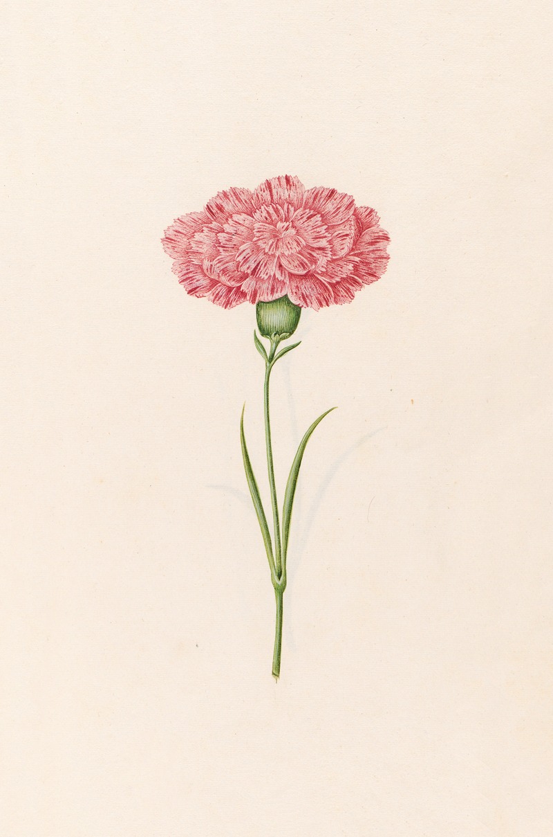 Magdelena Rosina Funck - Carnation