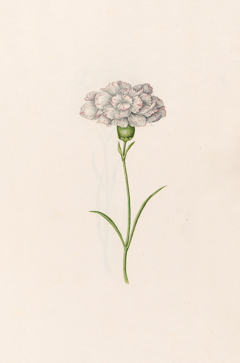 Magdelena Rosina Funck - Carnation