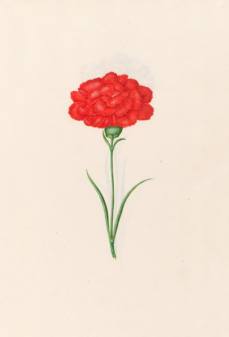 Magdelena Rosina Funck - Carnation