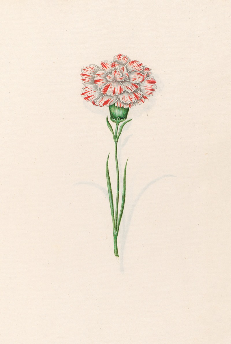 Magdelena Rosina Funck - Carnation